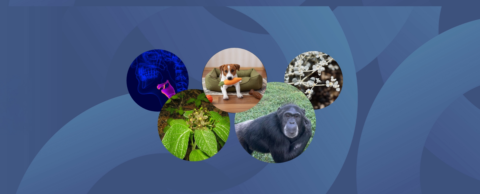 מבנה הגרון | Shutterstock, mybox || פרחי הצמח היפני Vincetoxicum nakaianum | ויקימדיה, Qwert1234 || שימפנזים בשמורת טבע באוגנדה | Sabana Gonzalez, Ph.D. student in the Social Origins Lab at UC Berkeley || כלב ג'ק ראסל טרייר עם צעצוע בצורת גזר בפיו | annokhotska, Shutterstock || הצמח המדברי Tidestromia oblongifolia | צילום: Shutterstock, Jared Quentin