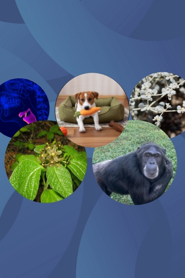 המחקרים החדשים ביותר: מהנשמדע 15/11/2025