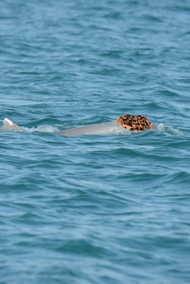 אופנת הכובעים של הדולפינים