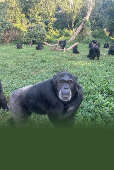 השימפנזה הרציונלי