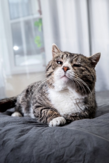 מיאו, שכחתי