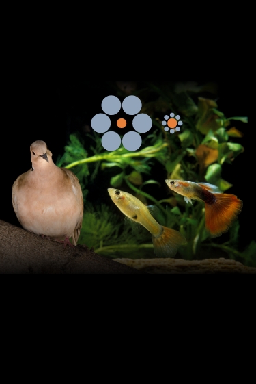 אשליות באוויר ובמים