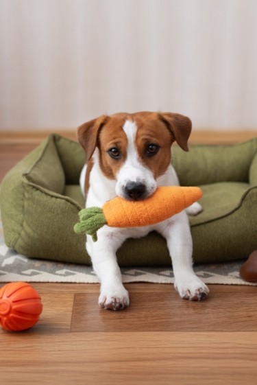מכורים למשחק