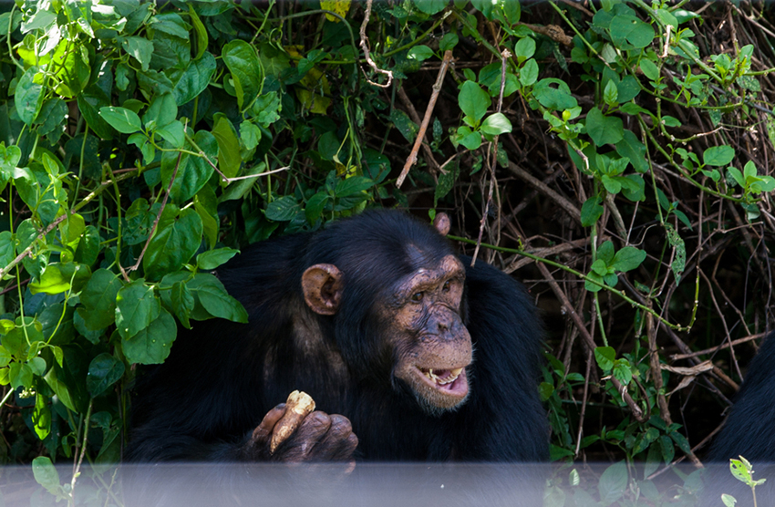 "רציונליות בצורה הבסיסית שלה אינה ייחודית לבני אדם". שימפנזה בשמורה באוגנדה | צילום: Greens and Blues, Shutterstock