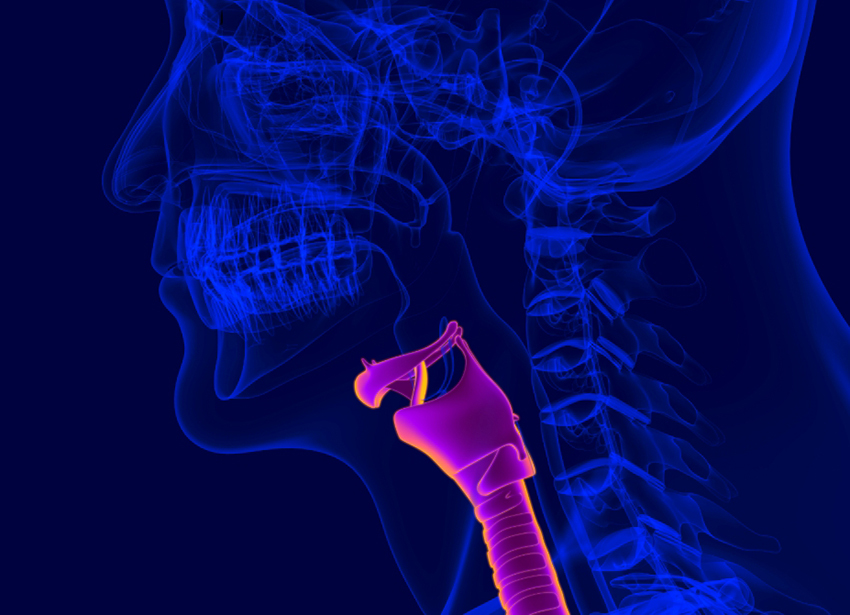 מיתרי הקול הם רקמה עדינה שמתקשה להחלים מניתוחים. מבנה הגרון | Shutterstock, mybox