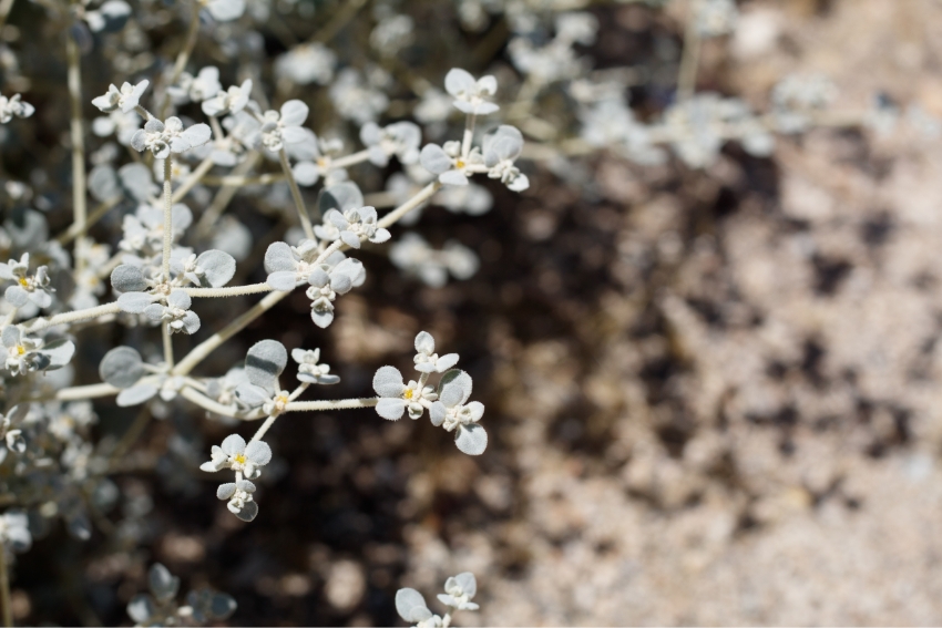 בצמחים שהתמודדו עם סביבה קיצונית או שינויי אקלים התפתחו דרכי התמודדות מגוונות עם חום ויובש. הצמח המדברי Tidestromia oblongifolia | צילום: Shutterstock, Jared Quentin