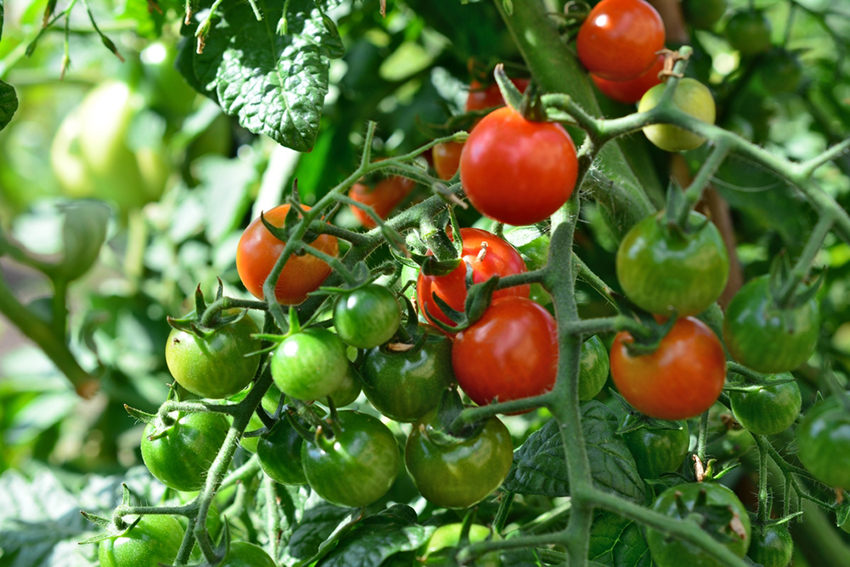 במחקר זוהו מספר גנים מרכזיים שמשפיעים על רמות הגליקואלקלואידים הסטרואידיים בעגבנייה. עגבניות מבשילות על שיח | Shutterstock, Irkhabar