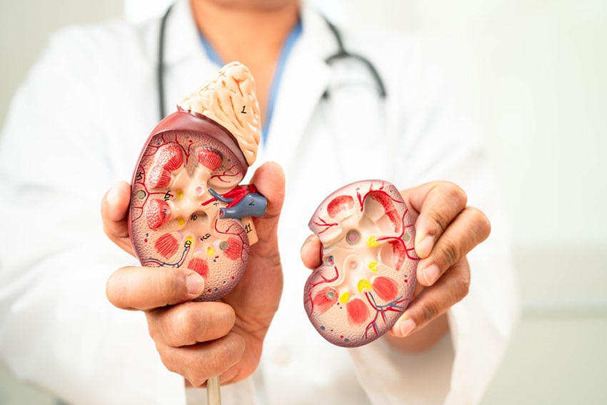 המטופלת הייתה לאדם הראשון שנותר בחיים תקופה משמעותית אחרי שהשתילו בגופו כליה מחזיר שהונדס גנטית במיוחד לשם כך. דגם של כליית אדם | superbeststock, Shutterstock