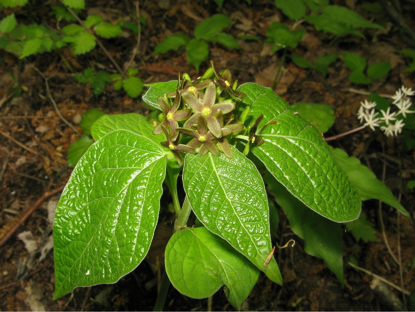 פרחי הצמח היפני Vincetoxicum nakaianum מפיצים ריח שמזכיר לזבובים ריח של נמלים פצועות, וכך מושך אותם אליו. הפרחים | ויקימדיה, Qwert1234