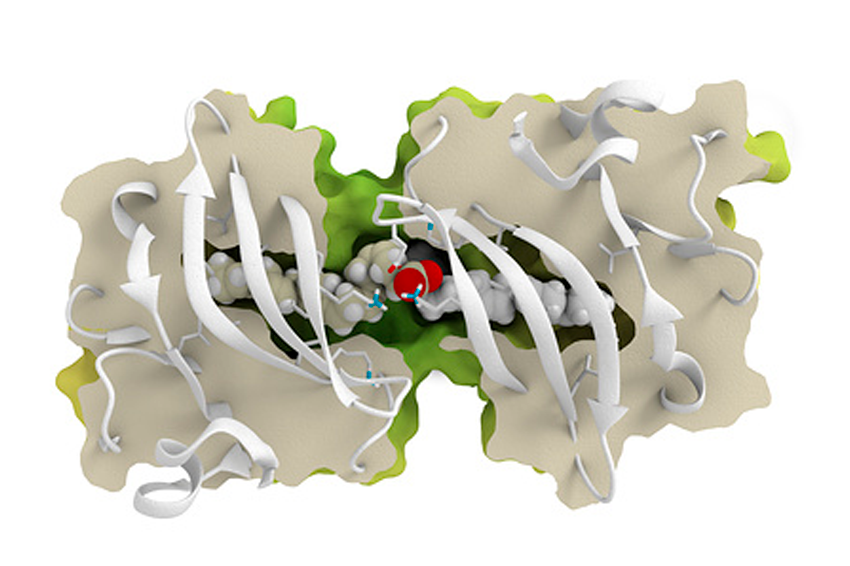 החלבון העיקרי שנמצא במי הגבינה. מולקולה של בטא-לקטוגלובולין | איור: Ramon Andrade 3dciencia / Science Photo Library