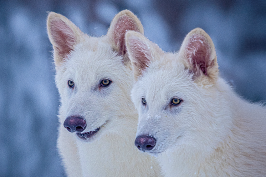 מדענים רבים טוענים שהם עדיין רחוקים מאוד מזאב בלהות אמיתי. הזאבים המהונדסים | Colossal Biosciences