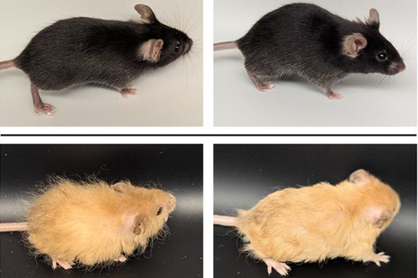 עכברים ששינו להם את הגֵן שאחראי על אורך השערות גידלו שיער ארוך וסמיך, ושינויים נוספים העניקו להם פרווה זהובה. עכברים רגילים (למעלה) ועכברים עם גנים של ממותות | מתוך המאמר Chen et al. 2025