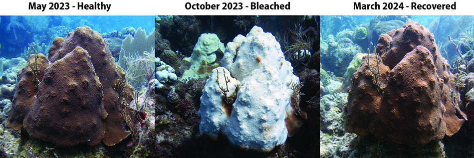 גם כשהאלמוגים שורדים את ההלבנה, הדרך להחלמה ארוכה. אלמוג אבן (Orbicella annularis) בסנט קרואה שבאיי הבתולה: ממצב בריא (מאי 2023), להלבנה עקב עומס חום קיצוני באגן הקריביים באוקטובר 2023, ועד להתאוששות במרץ 2024 | NOAA