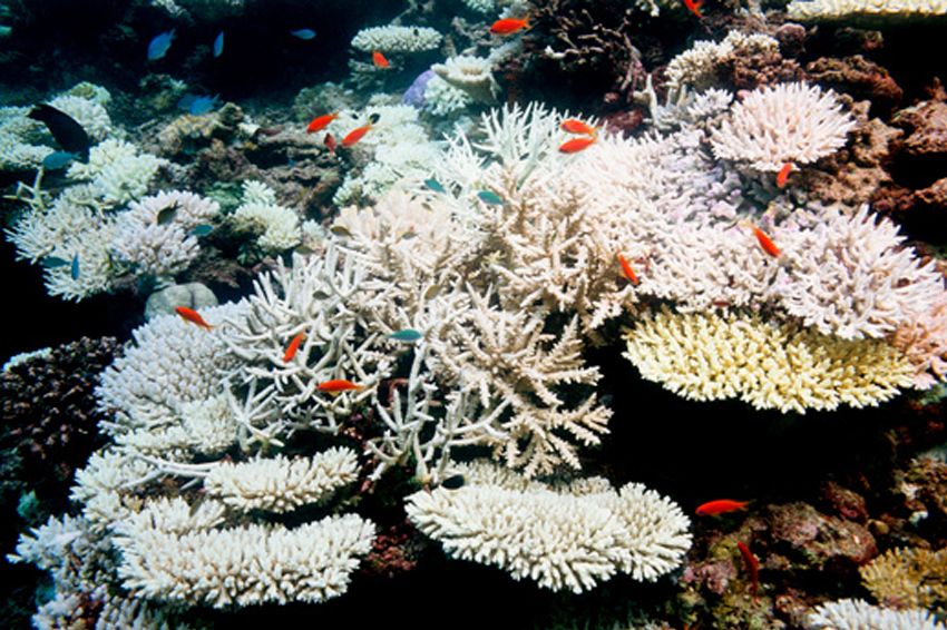 אירוע הלבנה חסר תקדים בכל אזורי המחיה של האלמוגים ברחבי האוקיינוסים, כולל הלבנה של שוניות שלמות. אלמוגים מולבנים לחופי האיים המלדיביים | Georgette Douwma / Science Photo Library