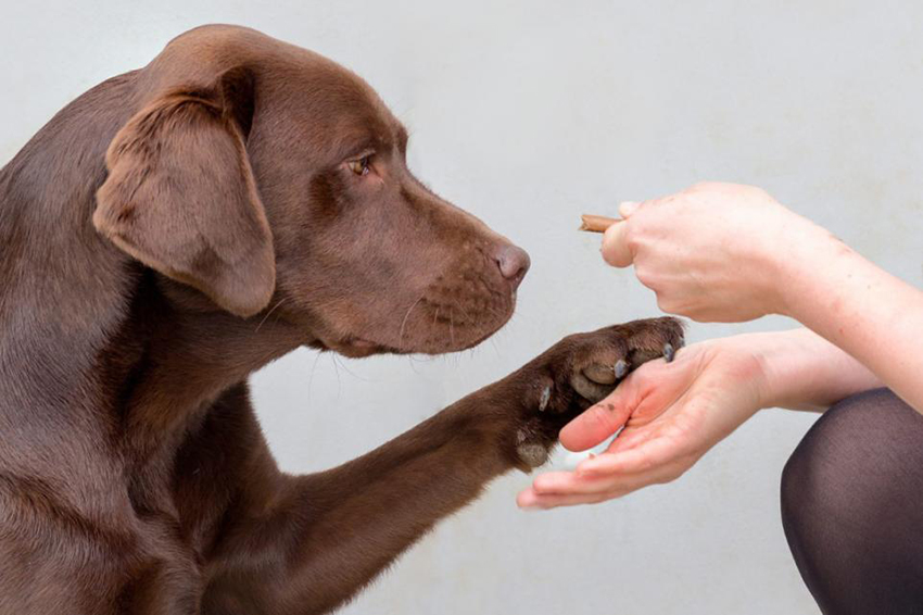 כשווריאציה בגן משנה מעט את החלבון, הוא מעכב את הפעילות של הקולטן – והמוח מפרש זאת כרעב. לברדור מקבל חטיף | University of Cambridge 