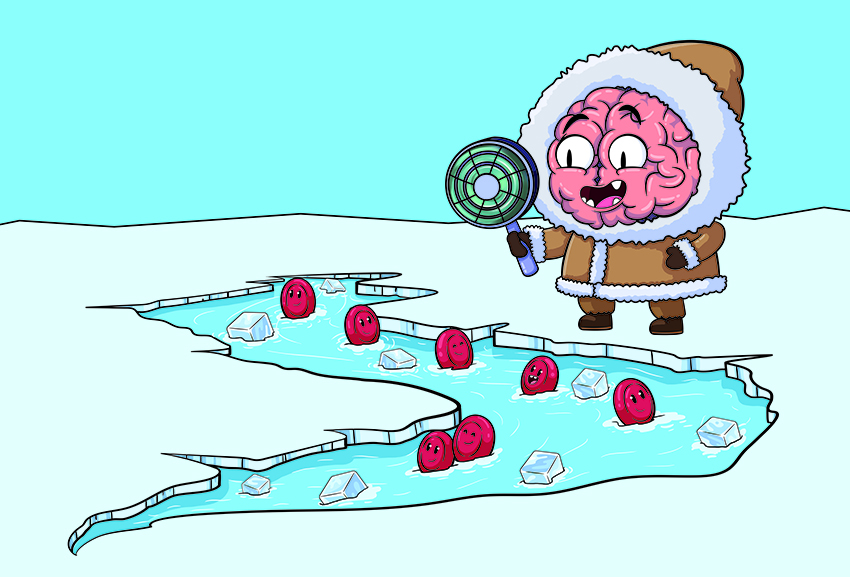 ההשערה שלפיה המוח חשוב לקירור הדם הגיעה בין השאר ממספרם העצום של כלי הדם שעוטפים את רקמת המוח. איור של המוח מקרר את כדוריות הדם | יוסי לגזיאל