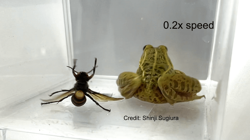 הצרעות עקצו את הצפרדעים, אך נראה שהעקיצות לא הפריעו לרוב הצפרדעים, שטרפו את הצרעות בתיאבון. צפרדע וצרעה במכל | Shinji Sugiura, Ecosphere 2025