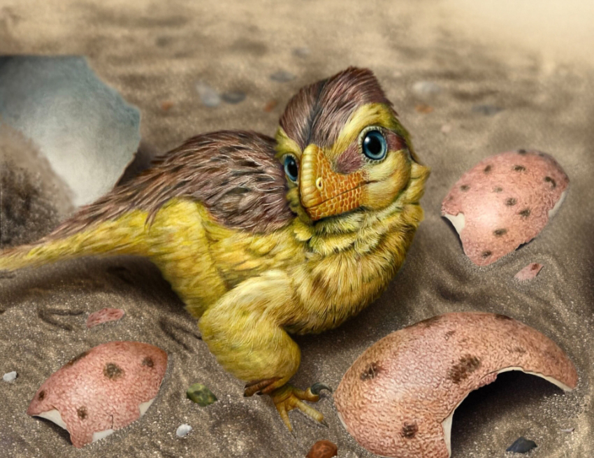 אם מודדים את היחס בין אורניום לעופרת כיום, אפשר לחשב בדיוק רב מתי הביצה שקעה. דינוזאור צעיר שבקע מביצה | Eva Utsukiyouhei