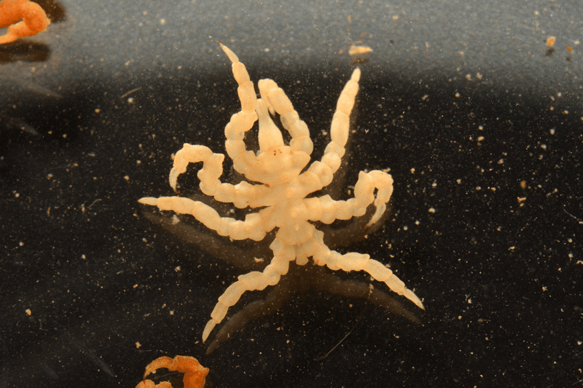 אחרי שהעכבישנים התאקלמו היטב במעבדה, הם התרבו והביאו צאצאים. עכבישן ים מהמין Pycnogonum litorale | מקור: Prashant Sharma, University of Wisconsin–Madison