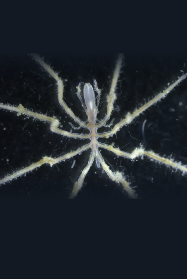 מסתורין מתחת למים