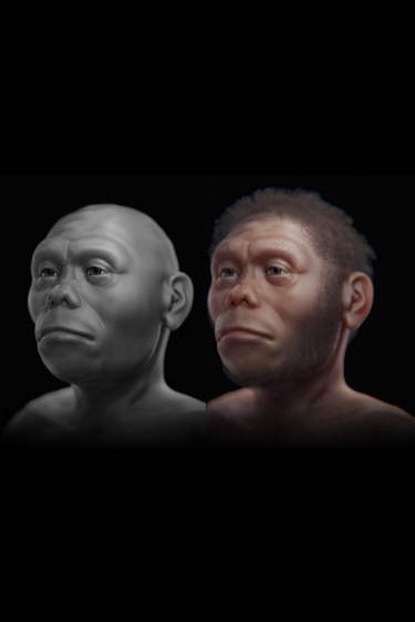 האם הבצורת הכחידה את ההוביטים?