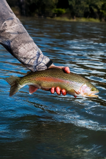 להרגיש כמו דג מחוץ למים