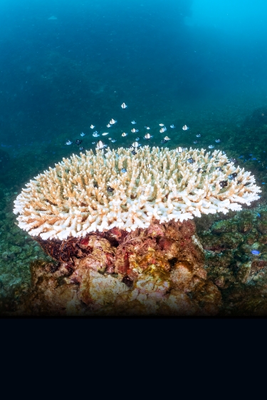 העתיד החיוור של האלמוגים