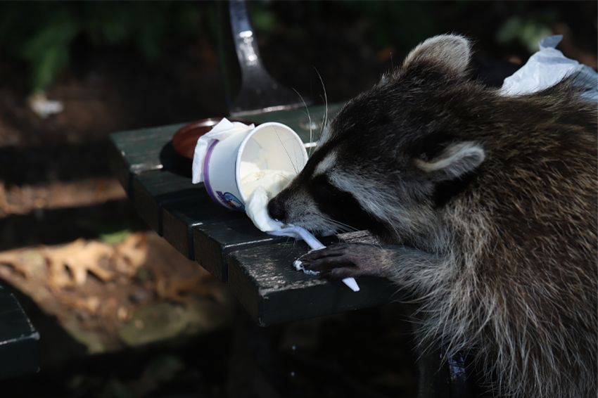 מה קורה לדביבונים שחיים בערים? הם נהיים מבויתים. דביבון אוכל שאריות | iNaturalist, steven-cyclist
