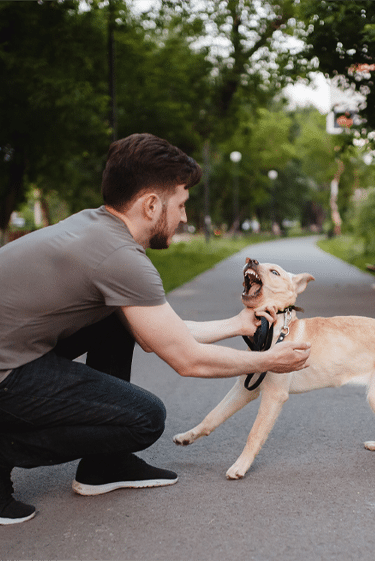 מחלות ללא גבולות: שפעת, חצבת, כלבת