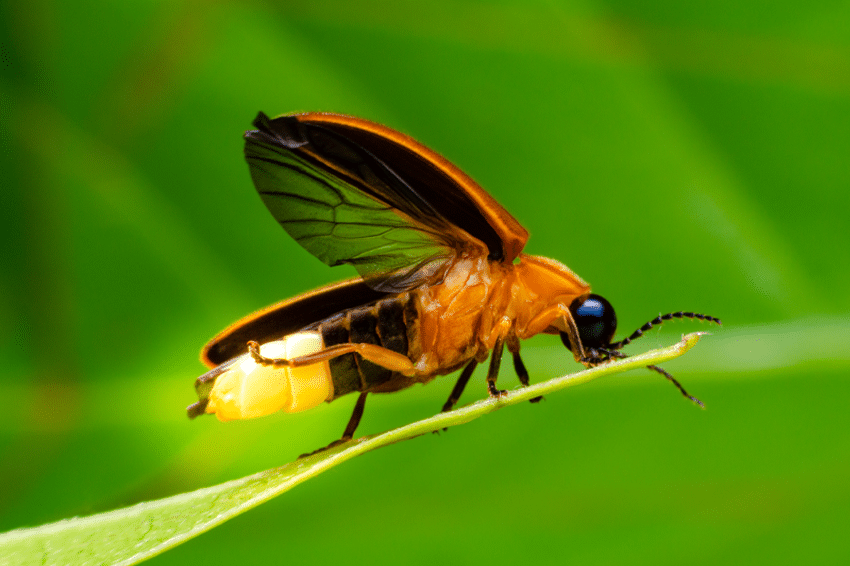 אחד ממושאי המחקר של אורית פלג הוא גחליליות. גחלילית | khlungcenter, Shutterstock
