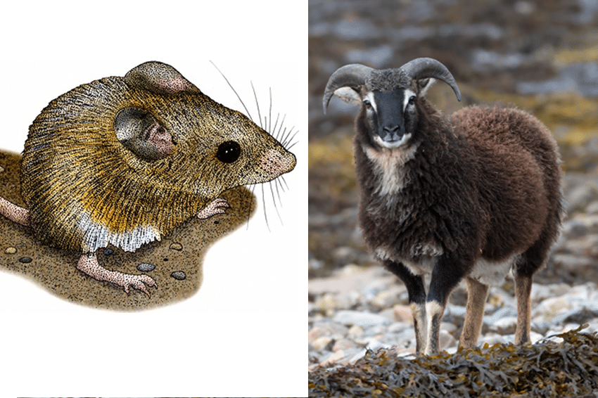 לפי המחקר המין המונוגמי ביותר, עם מאה אחוז אחים מלאים, הוא האוגר היערוני הקליפורני (משמאל). המין הכי פחות מונוגמי: כבשה סקוטית | Shutterstock, Alex Cooper Photography, Roger Hall / Science Photo Library