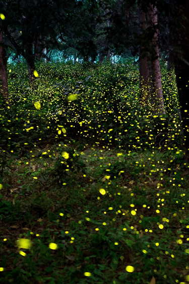הריקוד המואר של הטבע