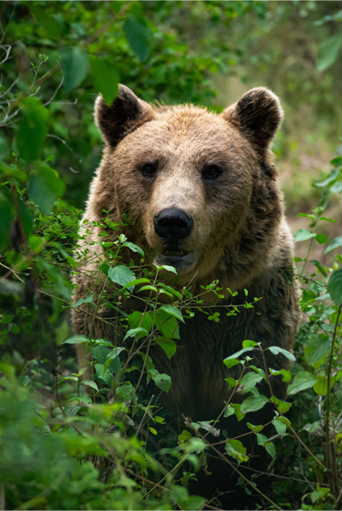 כשהדוב הופך לדובי
