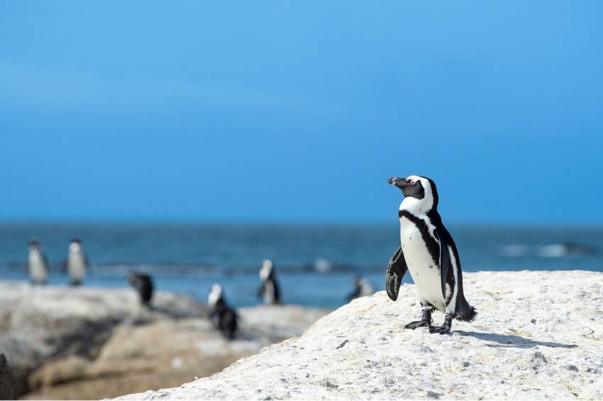 אוכלוסייתם הצטמצמה עקב דיג נרחב של סרדינים ושינויי אקלים. פינגווין אפריקאי בדרום אמריקה | Wirestock Creators, Shutterstock