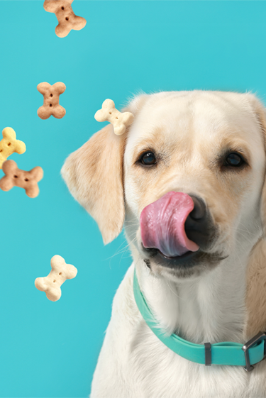 לרזות בעקבות חברנו הטוב ביותר