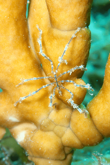 לחיות בלי בטן
