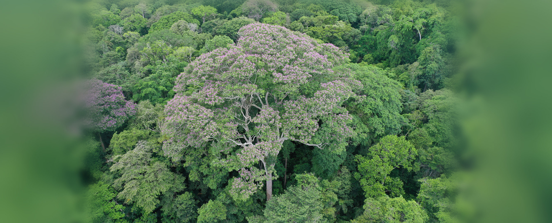 עץ שעועית הטונקה (Dipteryx oleifera) | מקור: Evan Gora