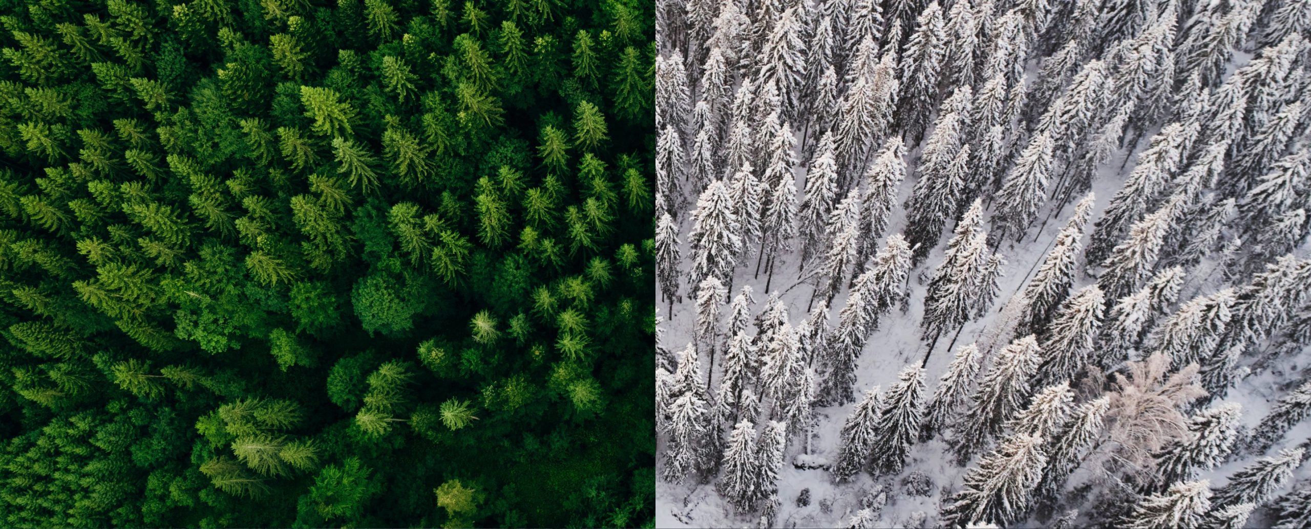 יער בחורף ובקיץ | Miha Creative, Artic_photo, Shutterstock