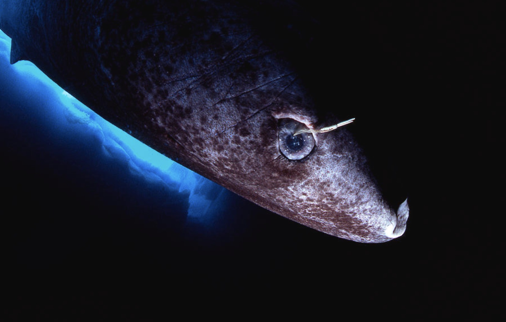 הסרטן נצמד לקרנית, מקטין את שדה הראייה ועלול לצלק את הקרנית. ישנונן גרינלנדי שמעינו משתלשל סרטן פלנקטוני טפילי | Louise Murray / Science Photo