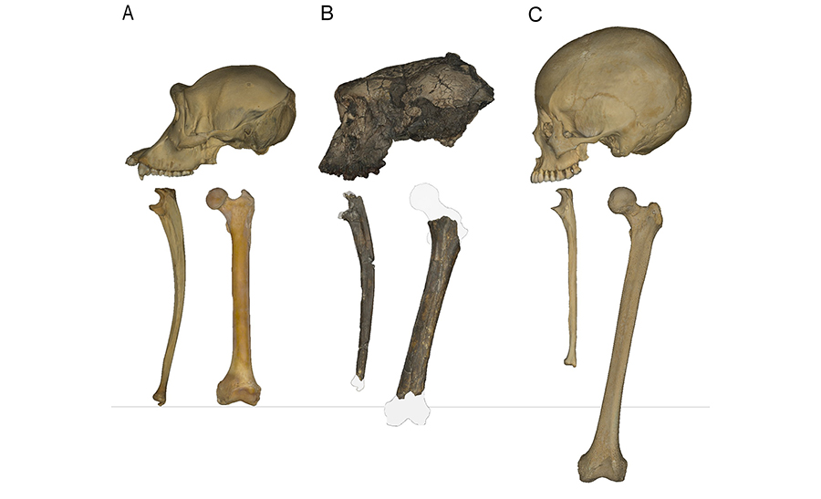 עצם ירך, גומד וגולגולת של אוסטרלופתיקוס, סהלאנתרופוס ושימפנזה (מימין לשמאל) | Scott Williams/NYU and Jason Heaton/University of Alabama Birmingham