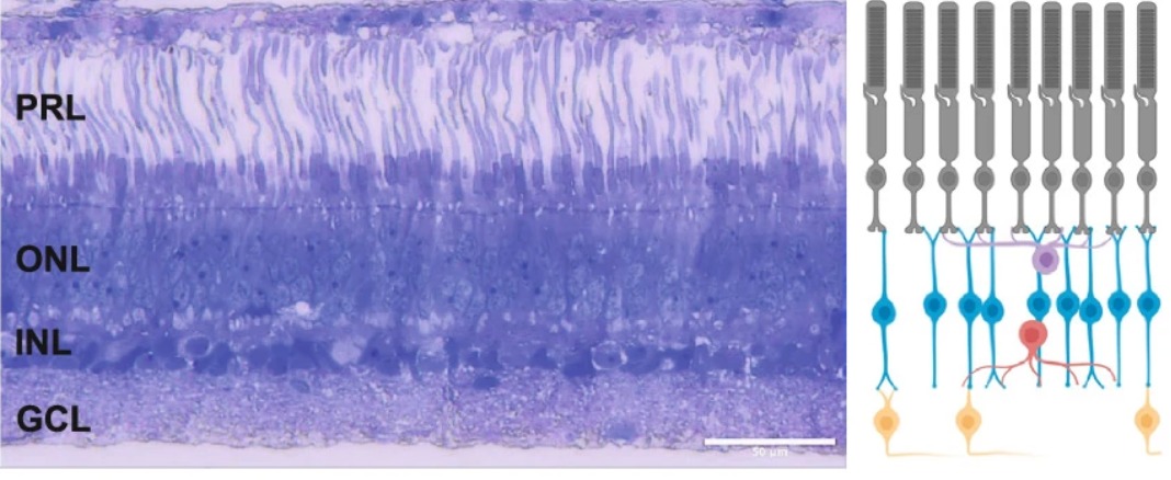 תאי קנים ארוכים וצפופים שמותאמים לראייה בסביבה חשוכה. חתך רשתית של הכריש תחת המיקרוסקופ (שמאל) ואיור השכבות ברשתית (ימין) | מתוך Fogg et al.,