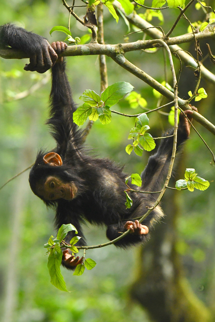 (השימפנזים) הצעירים והנועזים