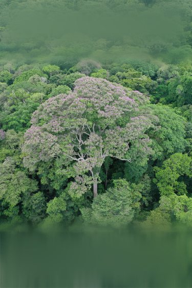 העץ שברקים מועילים לו