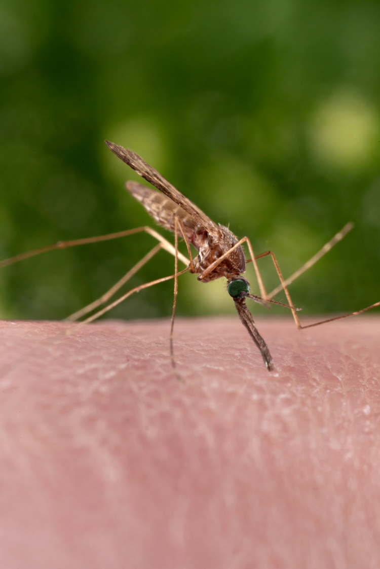 תוצאות מבטיחות לתרופה חדשה נגד מלריה