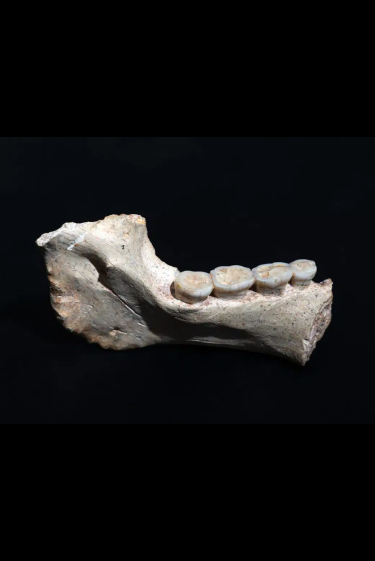 האבות שלנו ממרוקו (ואולי גם של הניאנדרטלים)