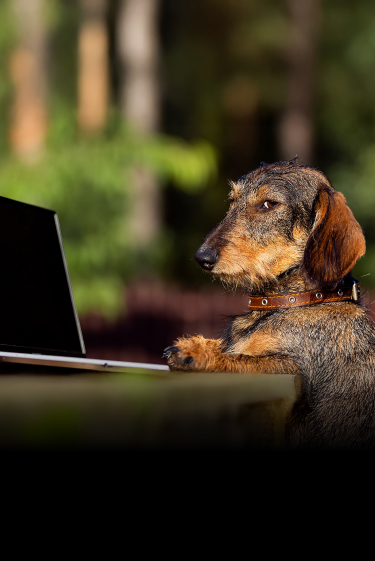 מה חיות רוצות?