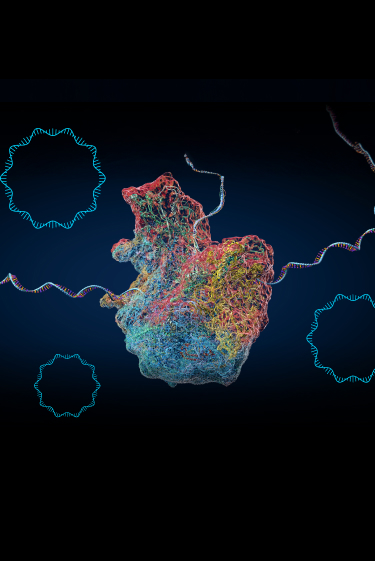 תרגום לאחור?