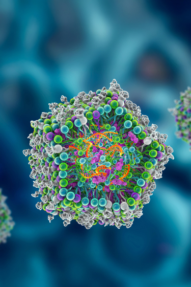 חידוש נעורים במערכת החיסון