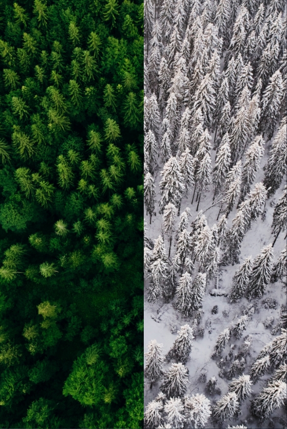 חילופי העונות של גז החממה