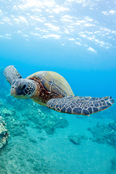 יצאו מסכנה: הצלחה בשימור צבי הים הירוקים
